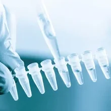 Primary Antibody