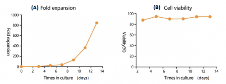 Human T-Activator CD3/CD28 Beads: Facilitating Human T Cell Activation ...